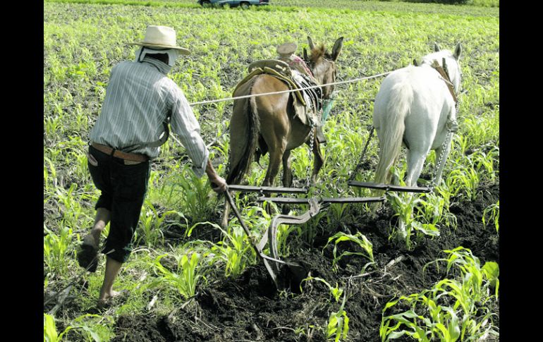 La agricultura en los estados fue dañada por fuertes heladas. ARCHIVO /