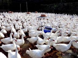 La OMS cree que el virus de gripe aviar (H7N9) se transmite más fácilmente de las aves a los seres humanos que el H5N1. EFE /