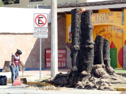 Se ha perdido cerca del ocho por ciento del arbolado urbano en los últimos cuatro años, según especialista. ARCHIVO /