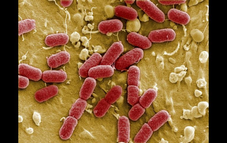 Después de casuar enfermedades y muertes, la ''Escherichia coli'' se reivindica de una manera que pocos esperaban.  /