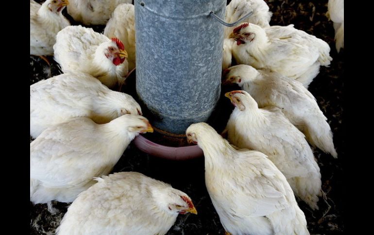 Los dueños, cuyas aves serán sacrificadas, recibirán apoyo económico por sus animales adultos. ARCHIVO /