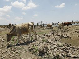 La gravedad del asunto es que esto causaría que no exista disponibilidad de alimentos. ARCHIVO /