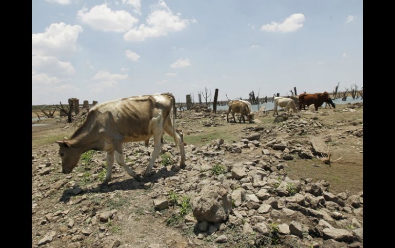 La gravedad del asunto es que esto causaría que no exista disponibilidad de alimentos. ARCHIVO /