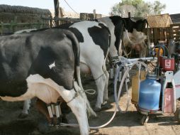 Debido a la falta de aumento en el precio de la leche, en el Estado hay alrededor de 15 mil ganaderos afectados. ARCHIVO /