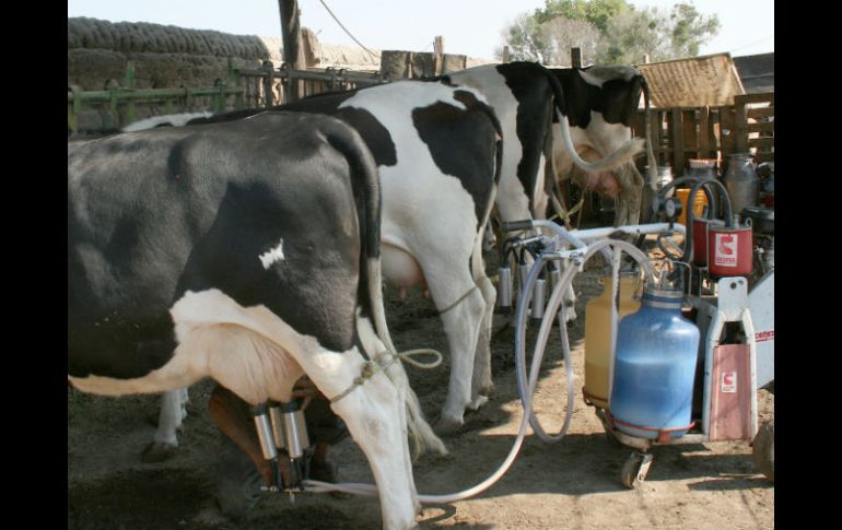 Debido a la falta de aumento en el precio de la leche, en el Estado hay alrededor de 15 mil ganaderos afectados. ARCHIVO /