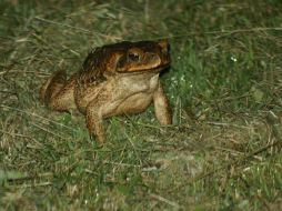 El sapo concho, especie autóctona, ha visto amenazado su hábitat por la deforestación. ARCHIVO /