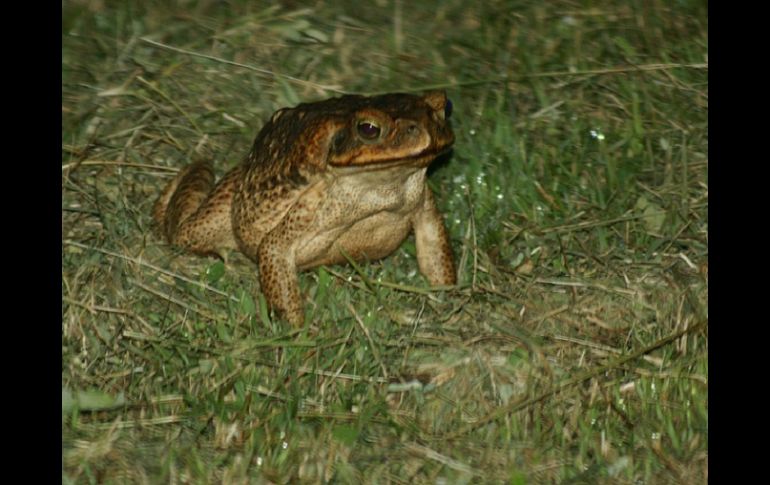 El sapo concho, especie autóctona, ha visto amenazado su hábitat por la deforestación. ARCHIVO /