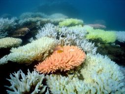 La preservación de la Gran Barrera de Coral requiere de un esfuerzo especial del gobierno australiano. ARCHIVO /