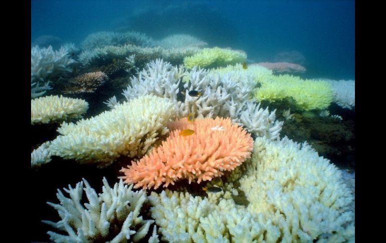 La preservación de la Gran Barrera de Coral requiere de un esfuerzo especial del gobierno australiano. ARCHIVO /