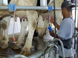 Piden el subsidio para que Liconsa pueda subir a un peso el costo por cada litro de leche que paga a los productores. ARCHIVO /