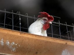 Científicos de China confirman que la cepa H7N9 ha sido transmitida a las personas a través de pollo. ARCHIVO /