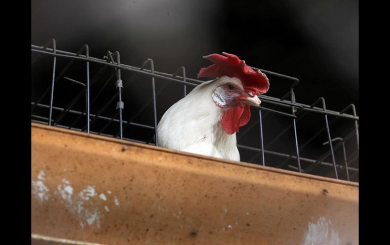 Científicos de China confirman que la cepa H7N9 ha sido transmitida a las personas a través de pollo. ARCHIVO /