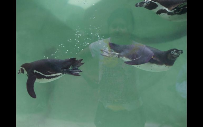 Un visitante se refleja en el tanque de agua donde los nuevos pingüinos se presentan al público guatemalteco. EFE /