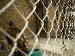 Imagen de una de las águilas que está al cuidado del refugio de animales.  /