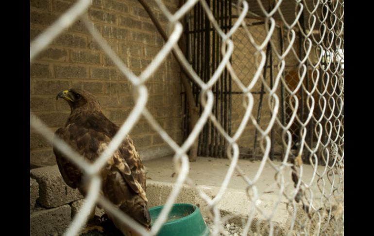 Imagen de una de las águilas que está al cuidado del refugio de animales.  /