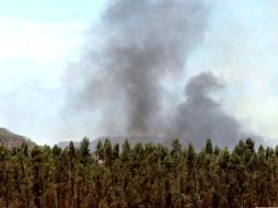 El puma huía de un incendio en Zacoalco de Torres. ARCHIVO /