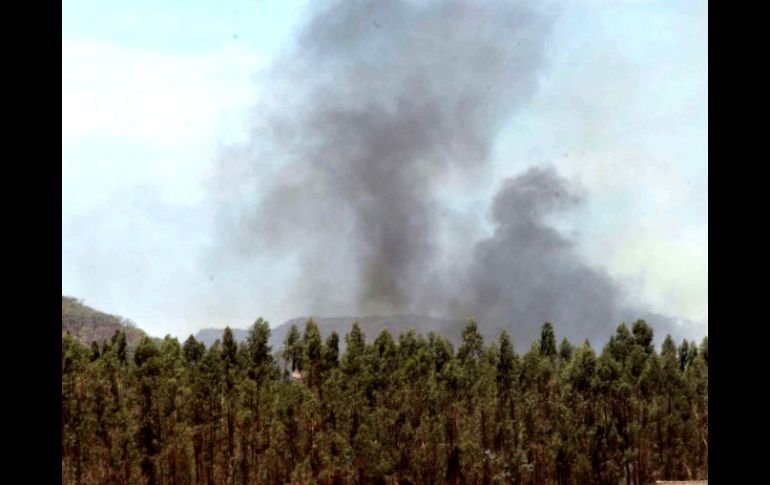 El puma huía de un incendio en Zacoalco de Torres. ARCHIVO /