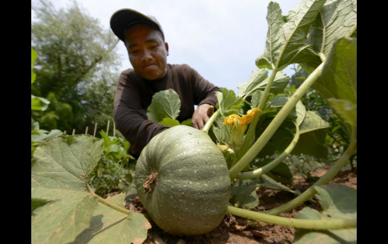 El comité reanudará el debate el próximo lunes, donde abordará asuntos relacionados con trabajadores en el sector agrícola. ARCHIVO /