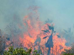 Uno de los tres incendios forestales que se encuentran activos ha afectado cuatro mil hectáreas en la comunidad de El Lechugal. ARCHIVO /