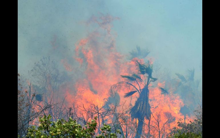 Uno de los tres incendios forestales que se encuentran activos ha afectado cuatro mil hectáreas en la comunidad de El Lechugal. ARCHIVO /