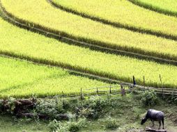 Todo el arroz cultivado en estas fincas será sometido a análisis de radiación antes de llegar a las tiendas. ARCHIVO /