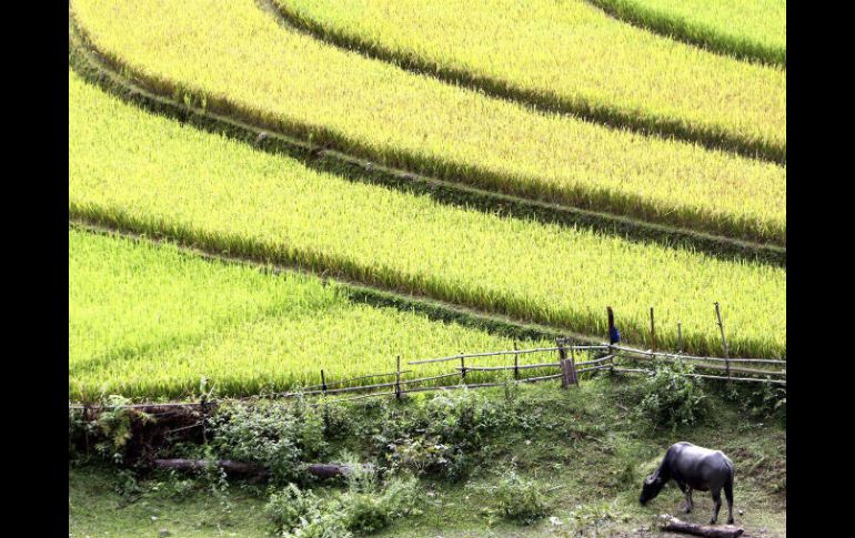 Todo el arroz cultivado en estas fincas será sometido a análisis de radiación antes de llegar a las tiendas. ARCHIVO /