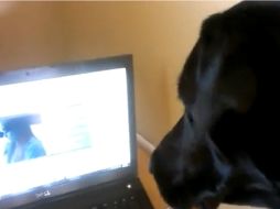 El perro labrador reacciona de manera sorprendente ante el tema ''Make You Feel My Love''. ESPECIAL /