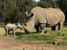 El ejemplar, un rinoceronte blanco macho, se encuentra en buen estado de salud. EFE /