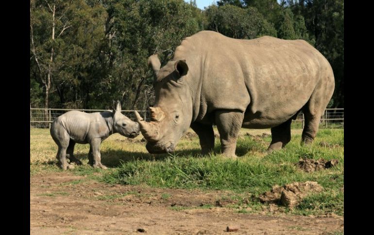 El ejemplar, un rinoceronte blanco macho, se encuentra en buen estado de salud. EFE /