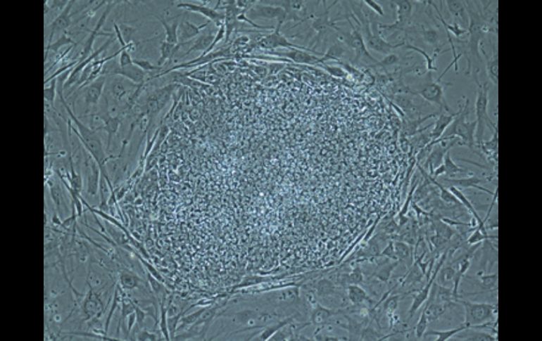 ''Los resultados son exactos, las líneas de células madre embrionarias existen'', subrayó Mitalipov. AP /