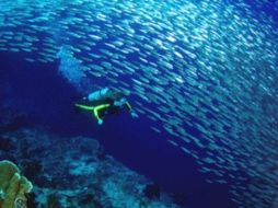 Consideran que la alianza puede contribuir al control de problemas tales ambientales como el cambio climático. ARCHIVO /