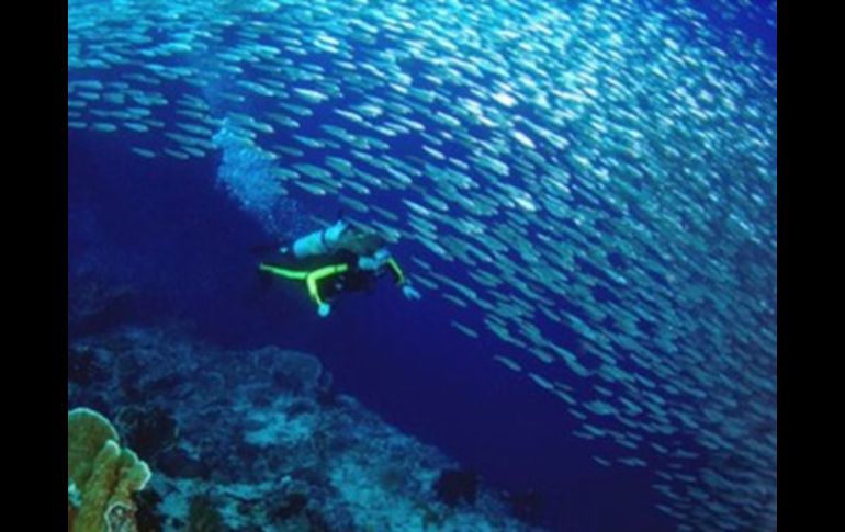 Consideran que la alianza puede contribuir al control de problemas tales ambientales como el cambio climático. ARCHIVO /