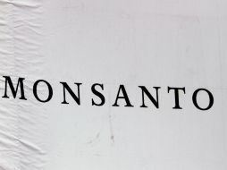 Los ambientalistas consideran que existe un vacío de información de Monsanto sobre los efectos de los cultivos transgénicos. AP /