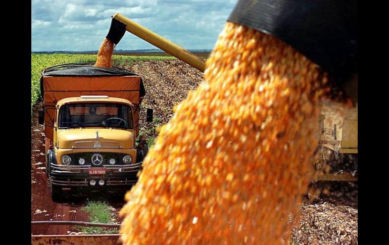 Convertir los bosques en tierra de cultivo ha llevado a Paraguay al alarmante segundo lugar mundial en deforestación. ARCHIVO /