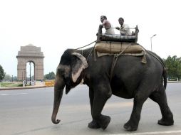 Los paquidermos son una imagen habitual en otras ciudades turísticas como Chiang Mai o Ayutthaya. ARCHIVO /