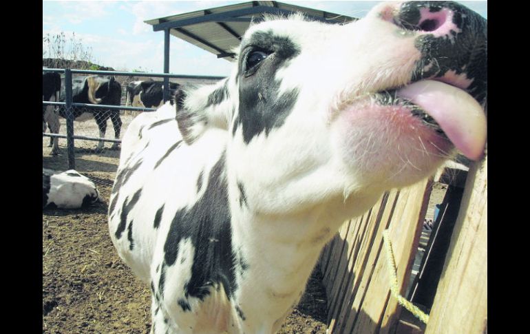 Liconsa mantenía el precio al productor subsidiado y estaba recayendo en los hombros de los lecheros. EL INFORMADOR /