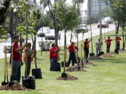 El Proyecto de Justicia Ecológica Global  señala que todavía no se conoce el comportamiento de estas plantas a largo plazo. ARCHIVO /