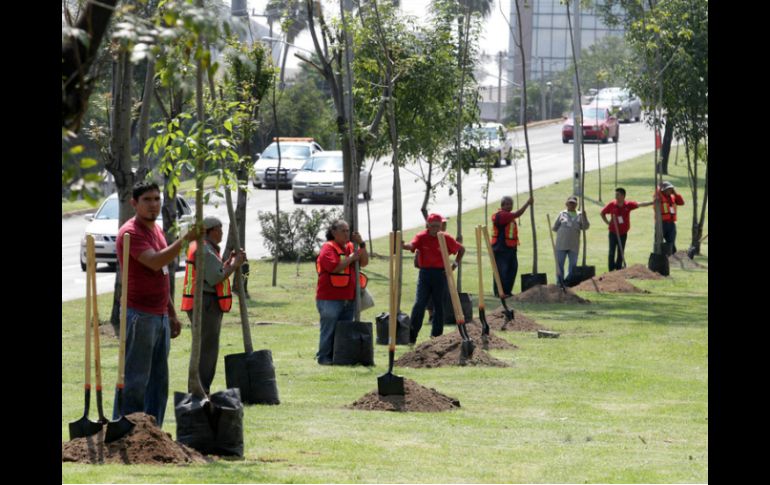 El Proyecto de Justicia Ecológica Global  señala que todavía no se conoce el comportamiento de estas plantas a largo plazo. ARCHIVO /