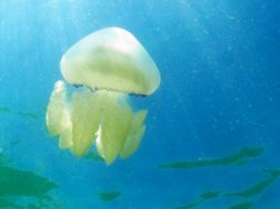 La sobrepesca ha eliminado muchos enemigos naturales de las medusas, causando una sobrepoblación de estas. ARCHIVO /