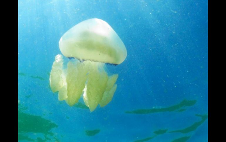 La sobrepesca ha eliminado muchos enemigos naturales de las medusas, causando una sobrepoblación de estas. ARCHIVO /