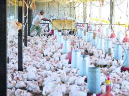 Desafío. El sector avícola busca erradicar la influenza aviar para recuperar los mercados. ARCHIVO /