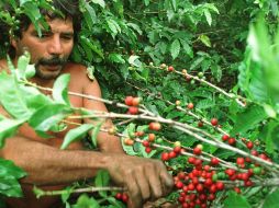 La roya del cafeto es una de las enfermedades más comunes de este cultivo. ARCHIVO /