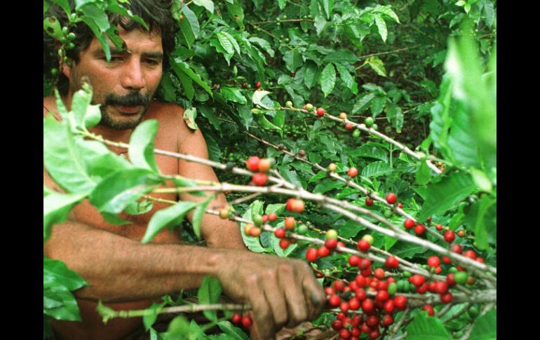 La roya del cafeto es una de las enfermedades más comunes de este cultivo. ARCHIVO /