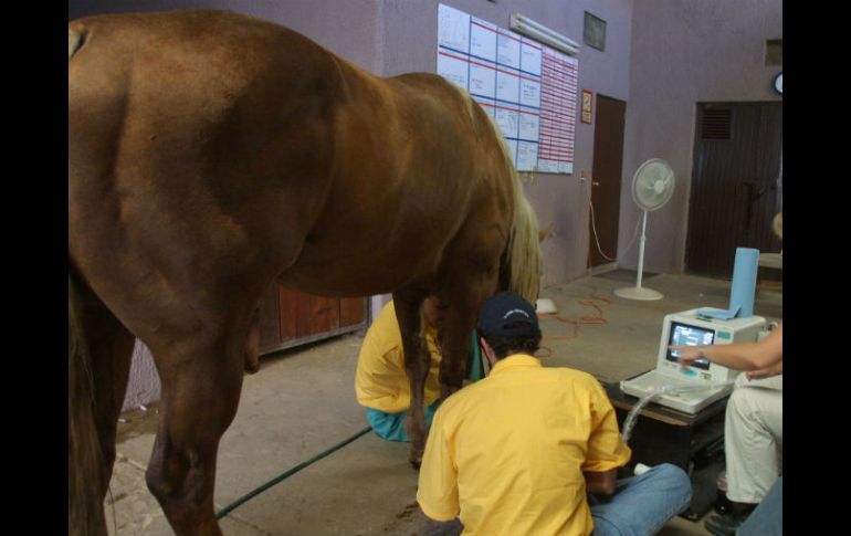 La peste equina es una enfermedad considerada como exótica para el país. ARCHIVO /