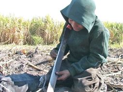 La industria azucarera prepara un programa de ''cero tolerancia'' al trabajo infantil en los ingenios. ARCHIVO /