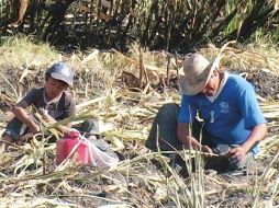 No reciben salario uno de cada dos menores de entre cinco y 17 años que trabaja en sectores agropecuarios, servicios y comercio. ARCHIVO /