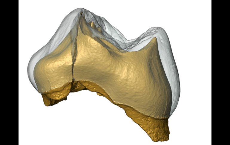 El análisis concluye que la cara tiene dientes modernos aunque aún conviven con ''rasgos primitivos''. ARCHIVO /