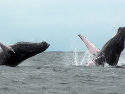 Los japoneses cazan ballenas desde 1987 alegando una supuesta finalidad científica. ARCHIVO /