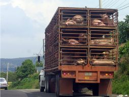 La Sagarpa pide información al USDA sobre el brote epidemiológico. ARCHIVO /