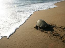 En 2012 se tuvo un registro de 557 nidos de tortugas marinas protegidos. ARCHIVO /